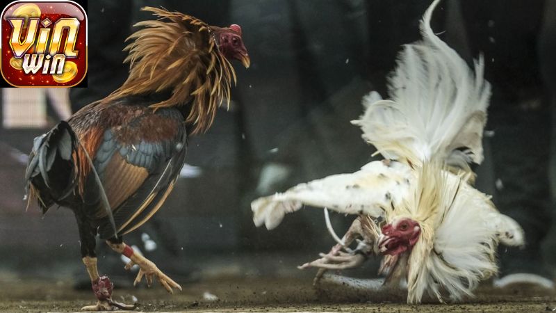 Khái Niệm Về Cách Ép Cân Đá Gà Là Gì?