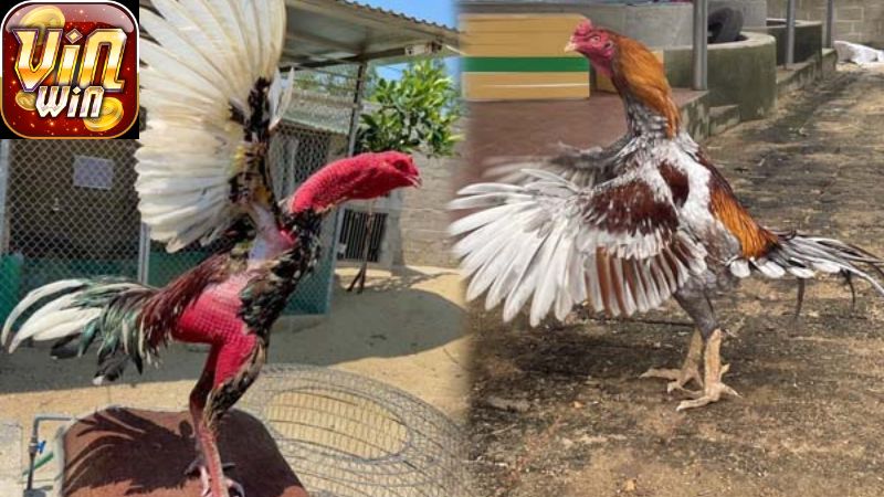 Một Số Lưu Ý Quan Trọng Khi Thực Hiện Cách Ép Cân Đá Gà