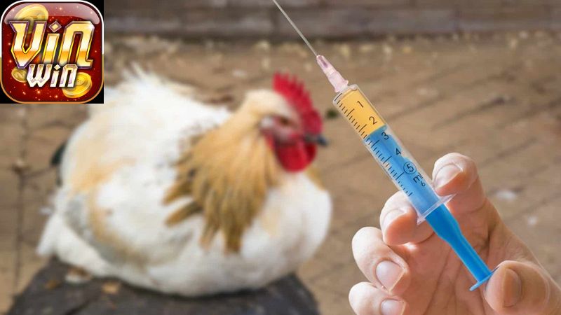 Một số câu hỏi thường gặp về chữa bệnh hen ở gà